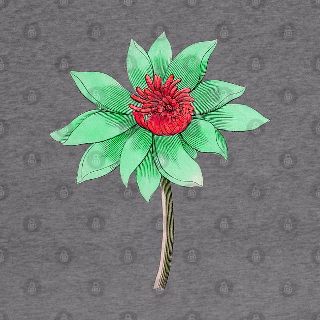 Green and Red Lotus Flower by sara99